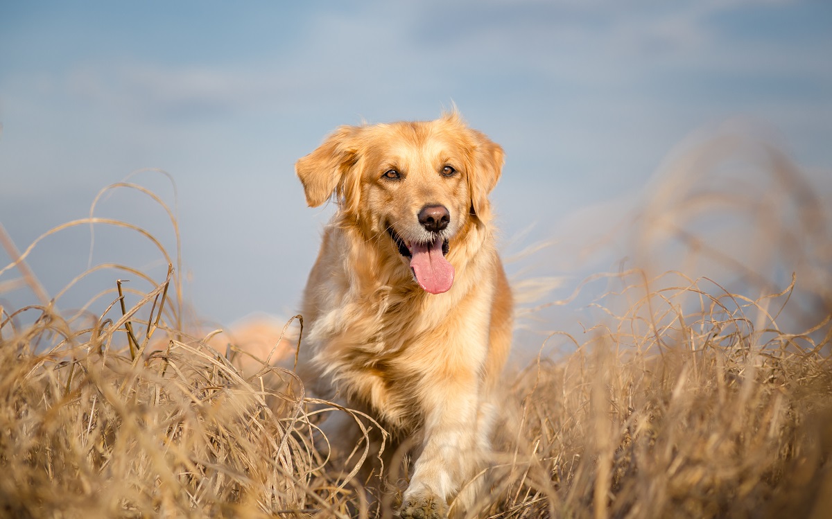 Cleo realizó un viaje de 80 km para llegar a su anterior casa. (Shutterstock)