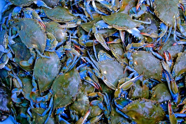 Jaibas de Tampico