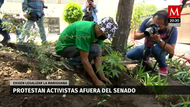Plantas de mariguana, el recuerdo a favor de la hierba en el Senado