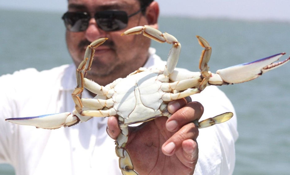 Tampico es el Puerto Jaibo