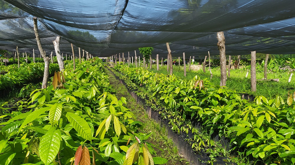 En la última década la producción del cacao en México cayó en más de 50 por ciento | David Andaluz Mendoza