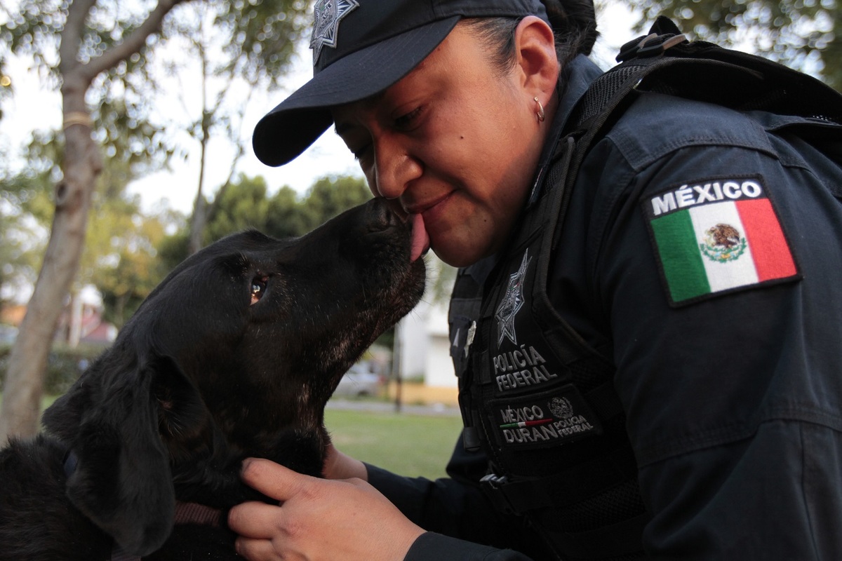 Los perros policía se jubilan luego de entre 5 y 7 años de servicio. (Javier Ríos)