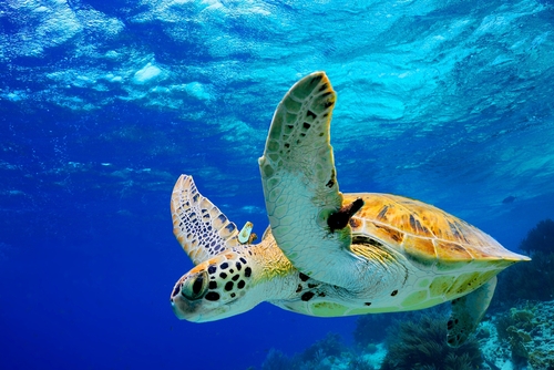 Descubren extraña especie de tortuga. (shutterstock)