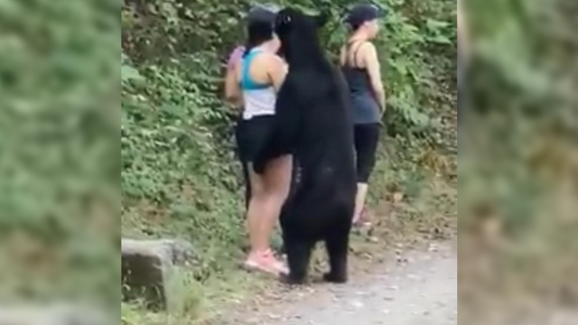 Incorrecto atrapar a oso en Nuevo León: Activista