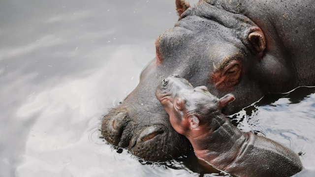 Nace cría de hipopótamo en el Zoológico de Zacango
