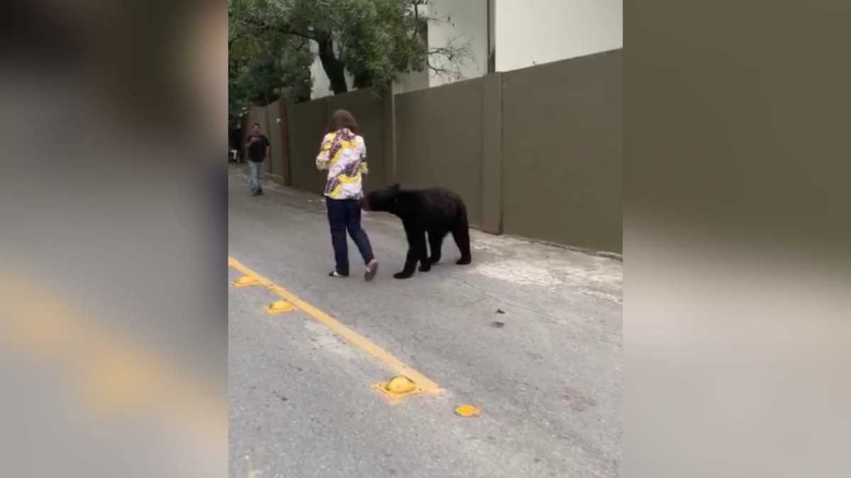 Oso sigue a mujer mientras caminaba en calles de San Pedro. Foto: Especial.