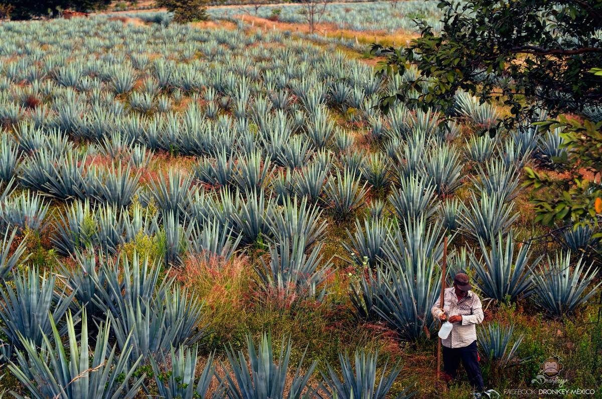 El tequila agavero en Jalisco fue declarado Patrimonio Mundial por la Unesco. (Sectur)