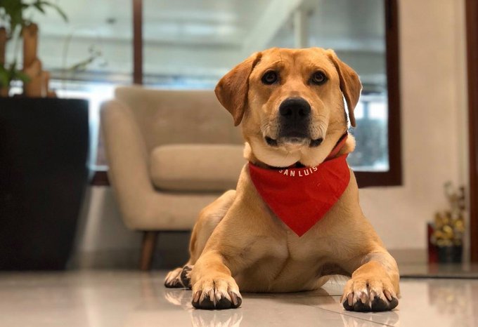 Tunita, la perrita que adoptó Atlético de San Luis (Instagram @atletidesanluis)