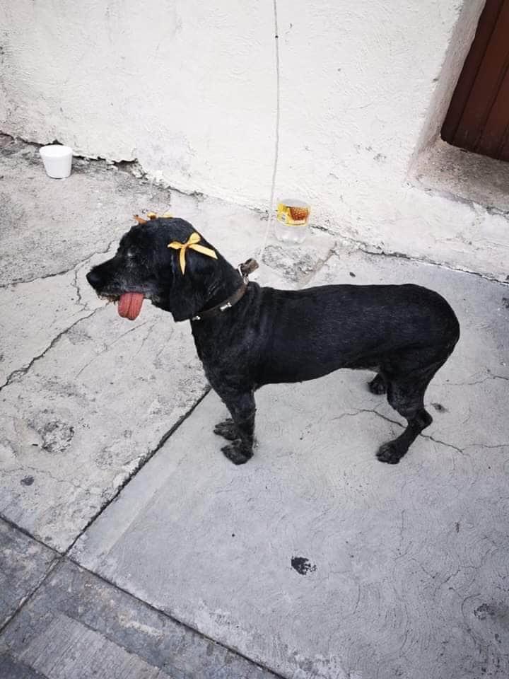 Perrita adulta abandonada sobre la calle Covarrubias de la colonia Centro. (Cortesía)