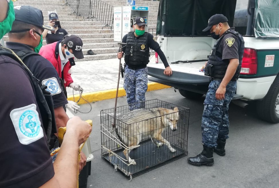 La SSC rescató a dos lobos mexicanos durante un cateo en la colonia Portales Norte. | Especial