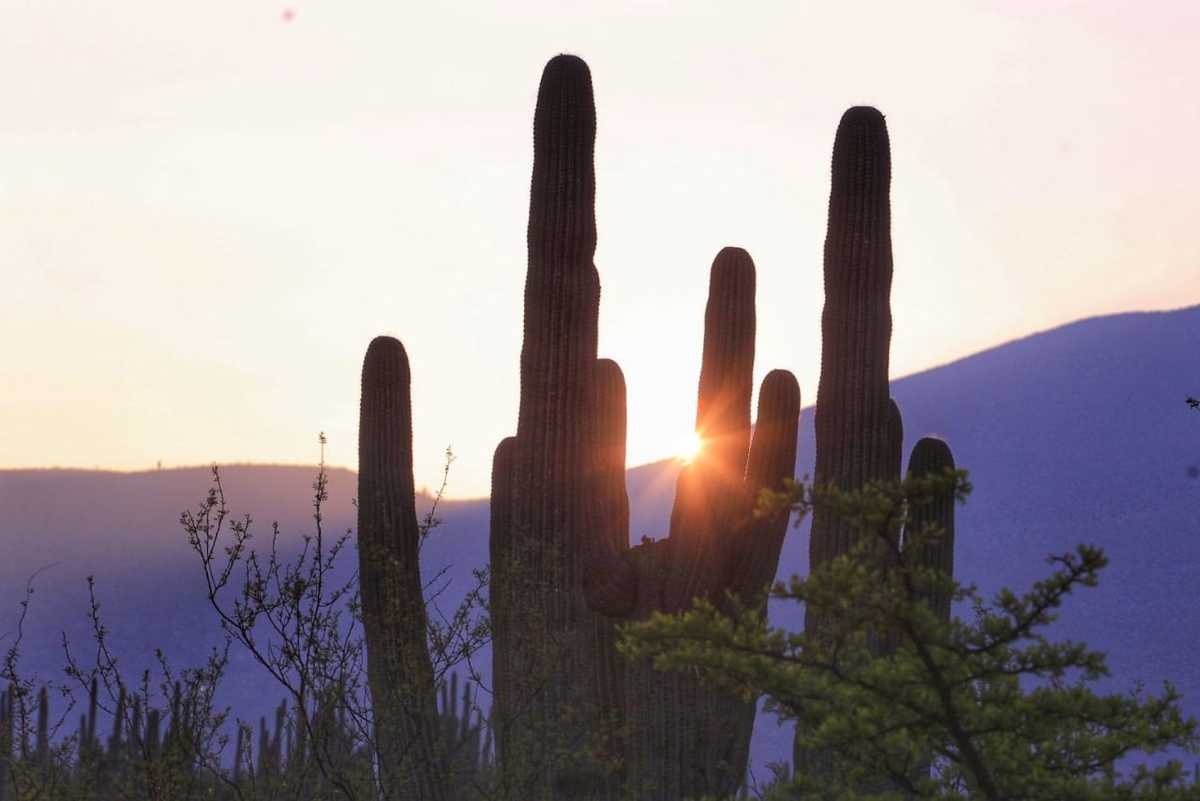 Los primeros rayos del sol, bañan uno de los extensos valles que caracterizan esta fracción de la reserva de la Biósfera Tehuacán-Cuicatlán. (Andrés Lobato)