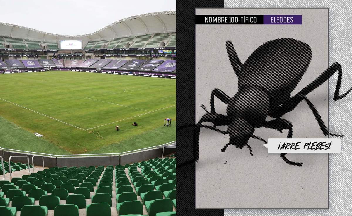 Mazatlán FC explica qué insecto invadió su cancha (Imago7 / Twitter @MazatlanFC)