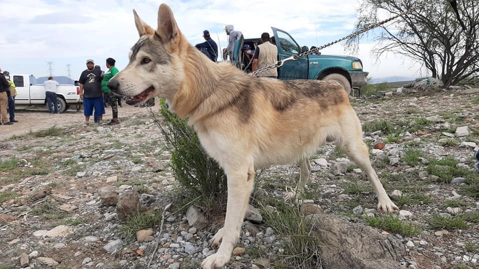 Balok, lobo mexicano que se suma a la búsqueda. (Especial)
