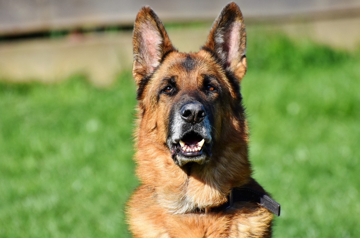 Buddy murió a principios de julio de este año (Pixabay).