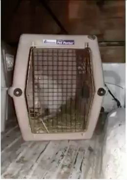 Según el reporte policial, los documentos que mostró sobre la legal posesión de los animales presentaban alteraciones o eran copias. (Especial)
