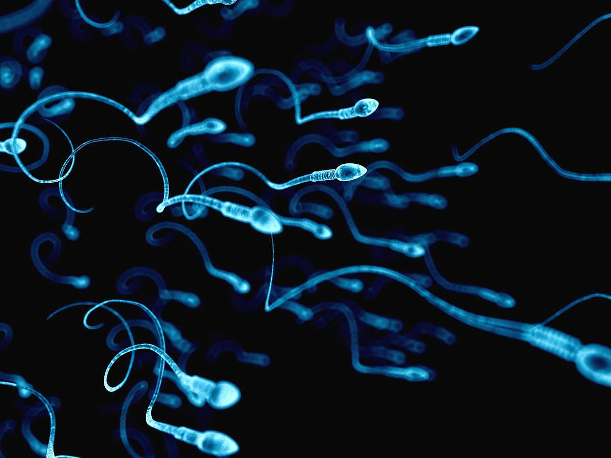 La cabeza del espermatozoide gira al mismo tiempo que la cola lo hace en la dirección de la natación.(Shutterstock)