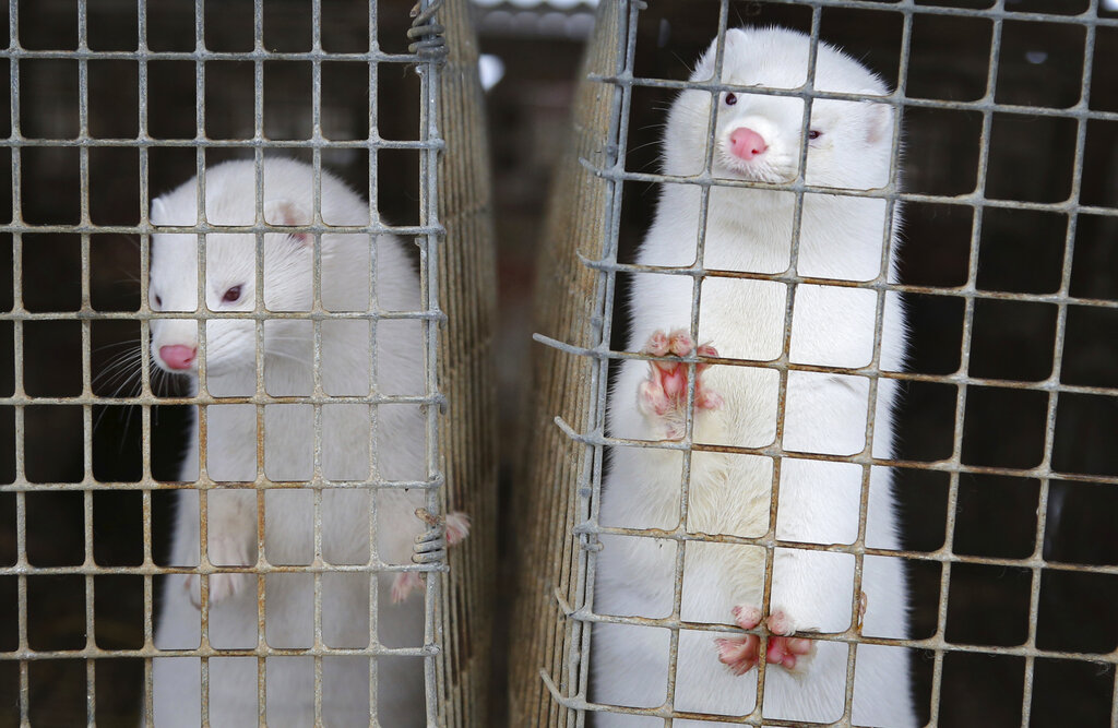 La piel de visón es utilizada para fabricar productos peleteros, como pieles. (AP / Archivo)