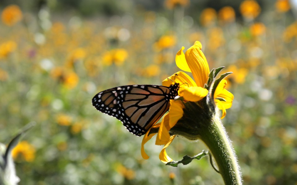 Mariposas Monarcas | Especial