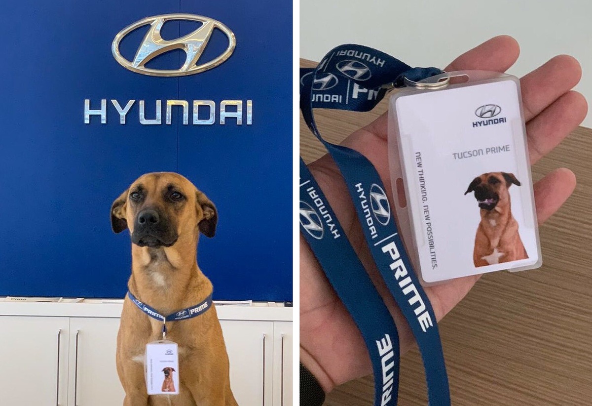 Tucson Prime, el perrito más famoso de Brasil. (Instagram @primehyundai)