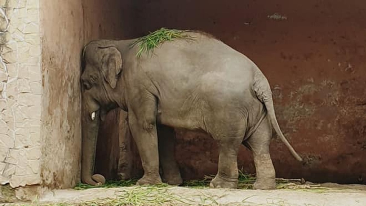 Kaavan llegó a Pakistán como un regalo de Sri Lanka a Pakistán (Twitter).