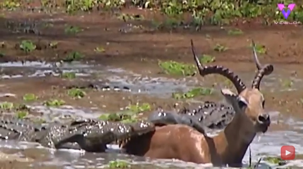 Antílope escapa de las garras de dos cocodrilos (Captura)