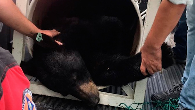 Oso negro captado en San Pedro no será enviado a zoológico