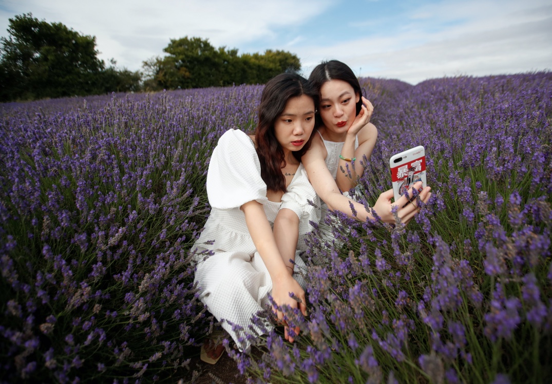 Turistas visitan los campos de lavanda para tomarse selfies. (Reuters)