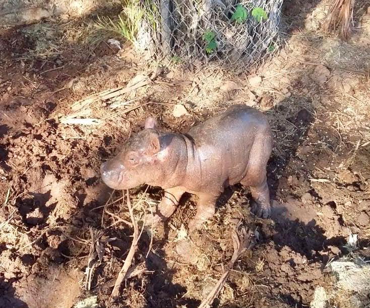 El hipopótamo Moto Moto nació durante la cuarentena en el zoológico Animaya de Mérida. (Deniel Barquet)