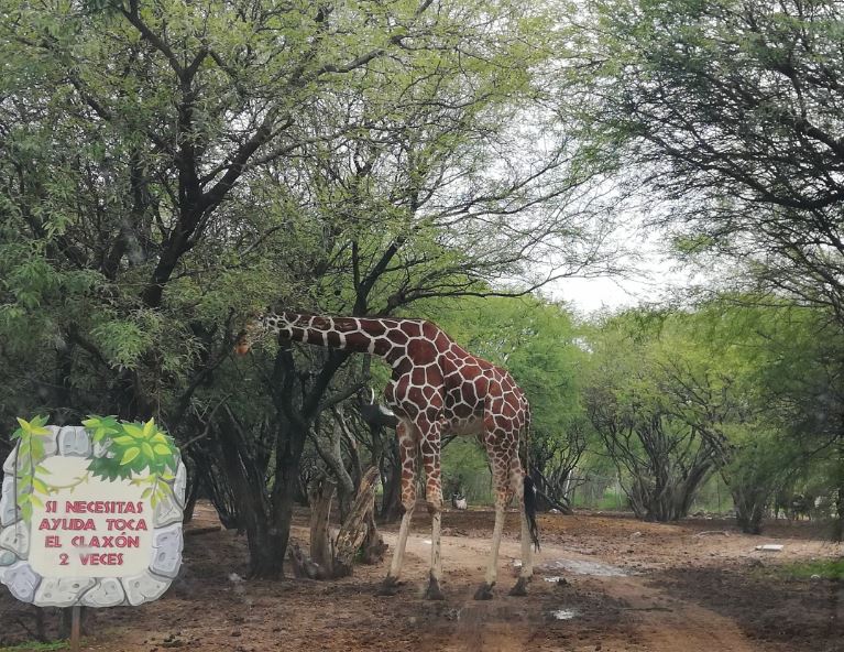 Recorridos en auto por el ZooLeón (Foto Dany Béjar)