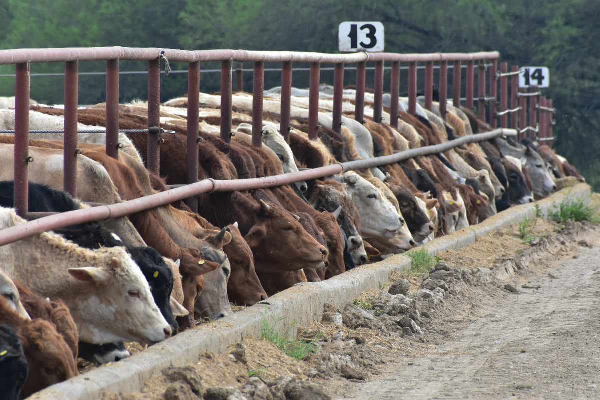 Se han exportado arriba de los 125 mil becerros, y aún no cierra, el cierre del año en exportación de becerros es el 31 de agosto