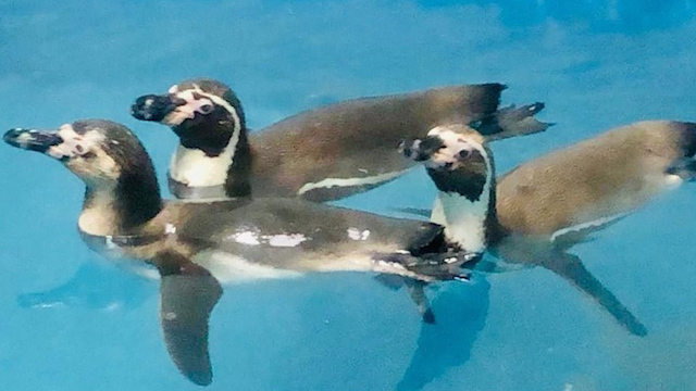 Mazatlán albergará el primer centro de conservación de pingüinos en México