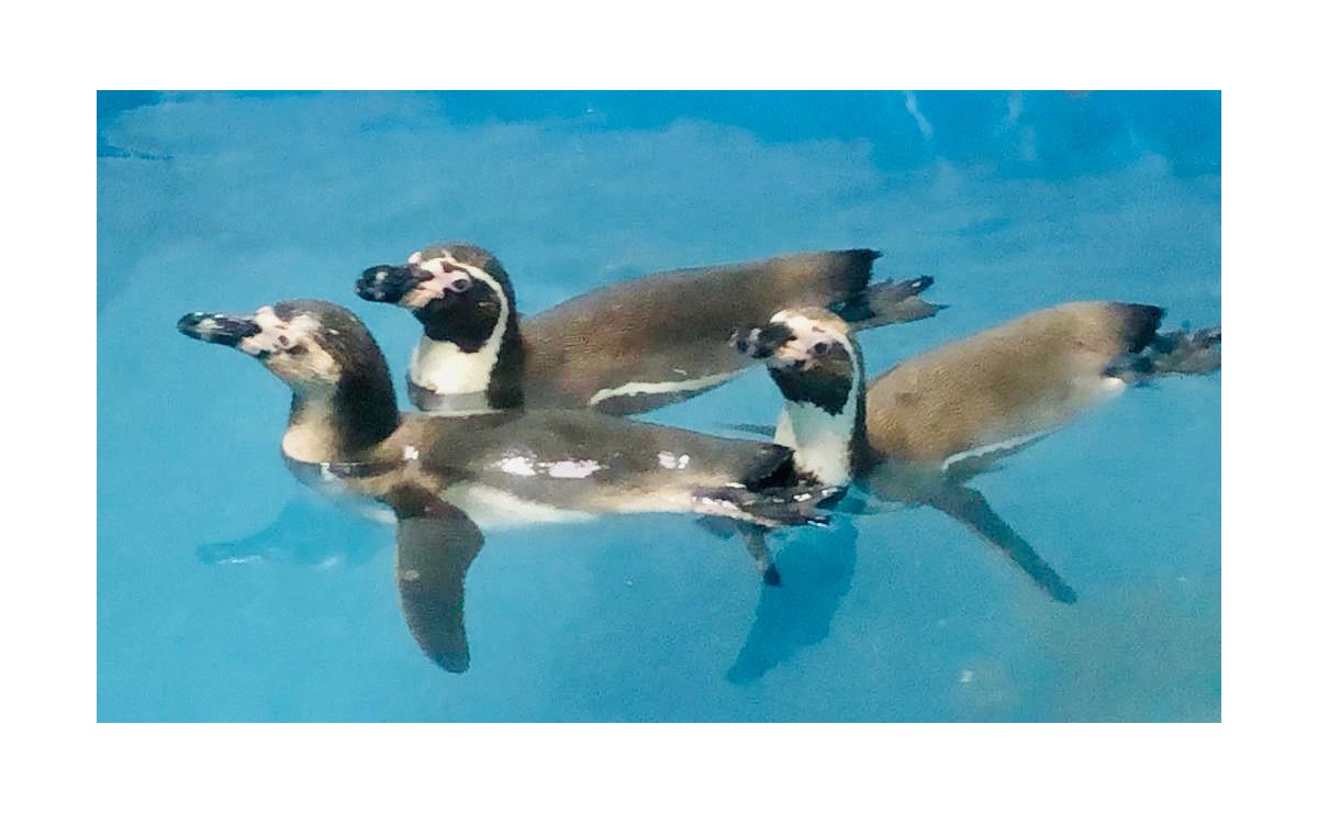 Los pingüinos Humboldt, es un aespecie en peligro de extinción. (Especial)