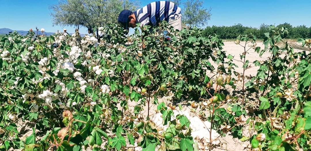 Bryan es un niño de diez años, originario del ejido Rosita. (Damián Ramírez)