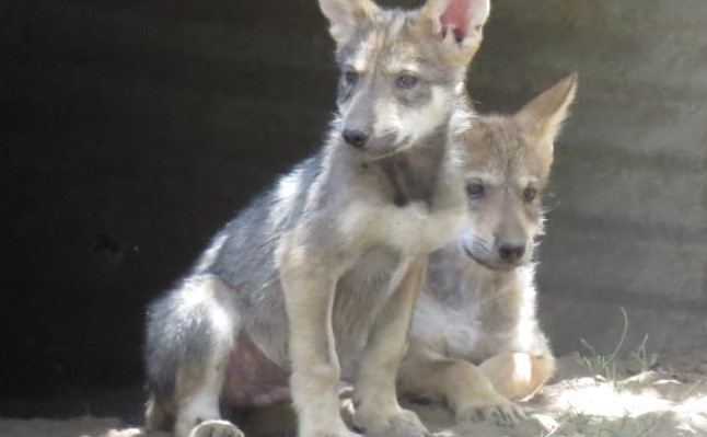 Los lobeznos nacieron en abril en el zoológico San Juan de Aragón. | Sedema