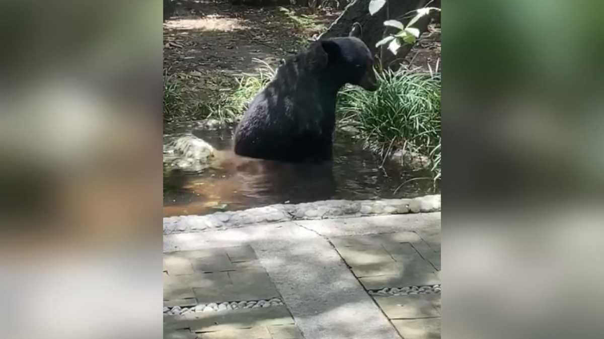 El oso puede verse echándose a un charco y posteriormente quedarse dormido. Foto: Especial.