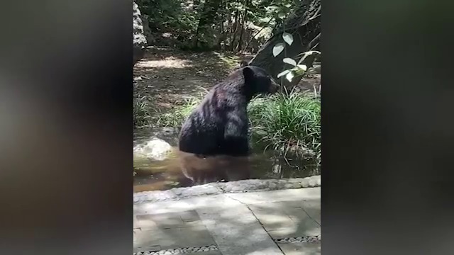 Revelan video de la captura del oso “amigable” de San Pedro