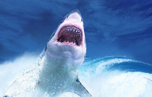 Captan impresionante imagen del salto de un tiburón blanco. (Pixabay)