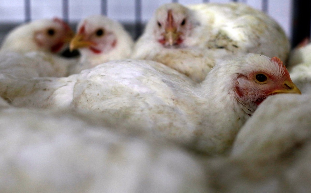 Dos ciudades de China encontraron rastros del coronavirus en pollo proveniente de Brasil. Foto: (Reuters)
