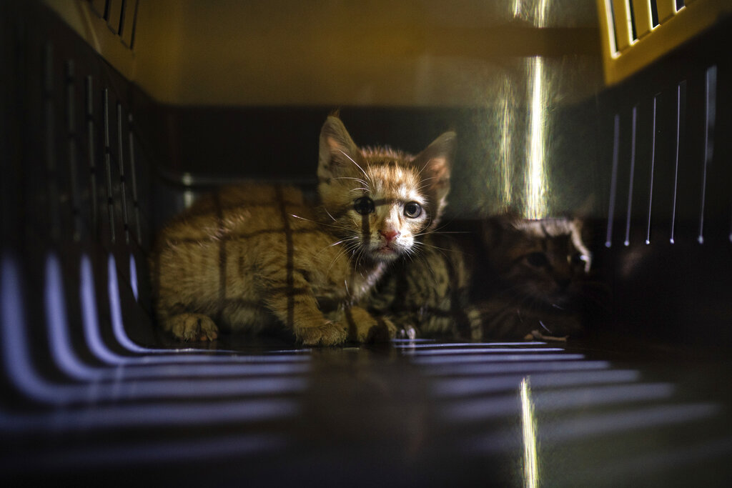 En la explosión de Líbano no sólo fueron afectados miles de personas, sino también mascotas. (AP)