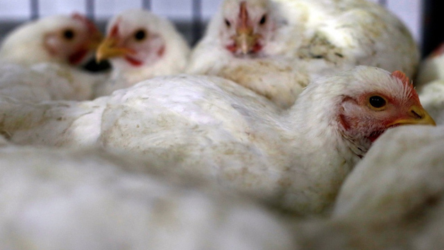 Filipinas suspende importación de pollo de Brasil ante miedo a coronavirus