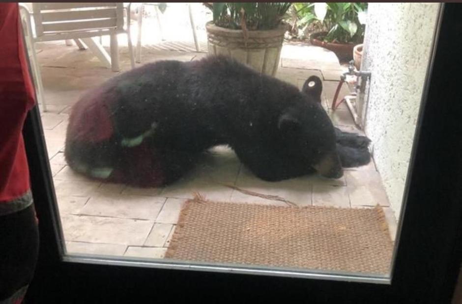Explicó que los responsables de castrar al animal podrían hacerse acreedores a multas, cárcel. Foto: Especial