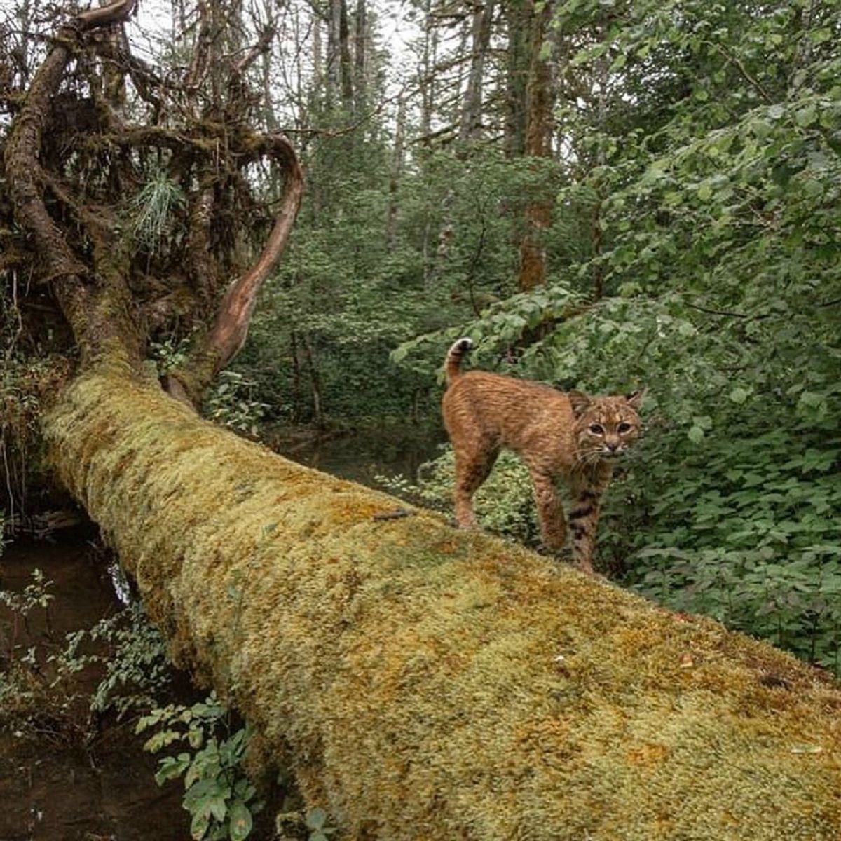 A pesar de que el hombre sacó fotos del gato montés, algo lo sorprendió (Instagram).