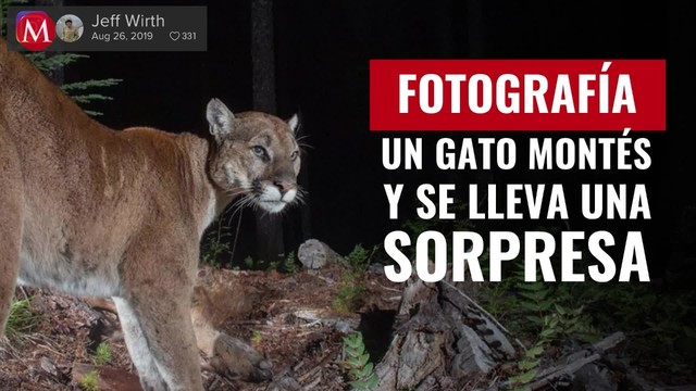 Hombre pone cámara para fotografiar un gato montés y se lleva una sorpresa