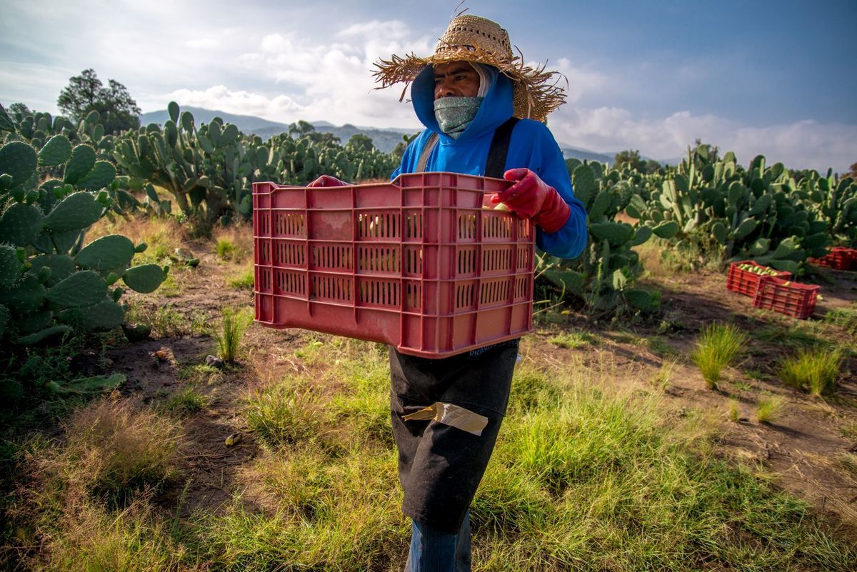 El programa Fertilizantes para el Bienestar sólo tenía planteado apoyar a 280 mil agricultores. (Cuartoscuro)
