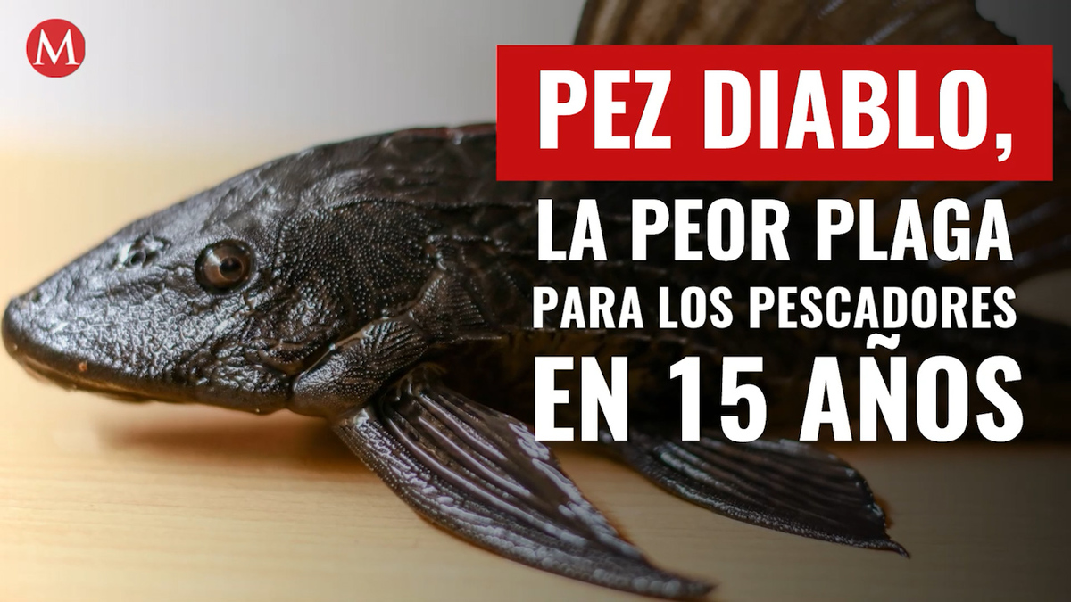 Pez Diablo, la peor plaga para los pescadores en 15 años
