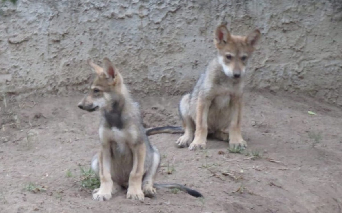 Así se llamarán los lobos nacidos en zoológico San Juan de Aragón