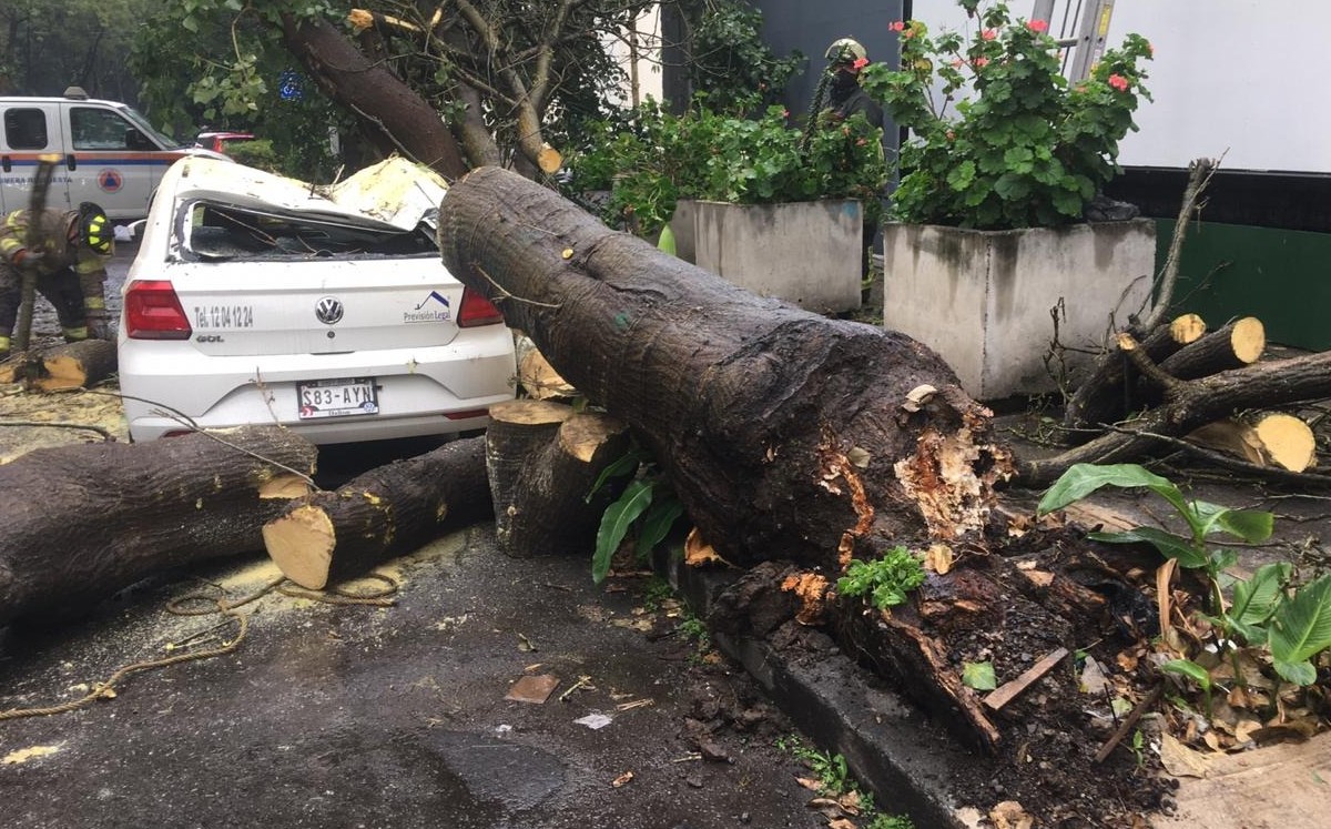 Bomberos de la CdMx ya laboran para retirar el árbol. (César Velázquez)
