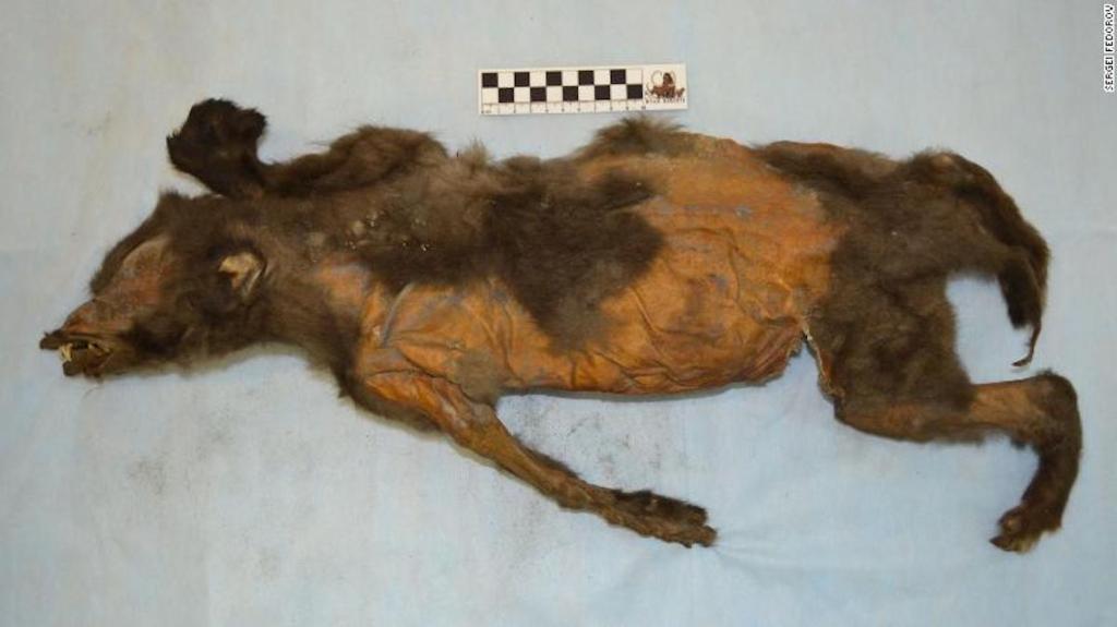 Perro de la Edad de Hielo (Centre for Palaeogenetics)