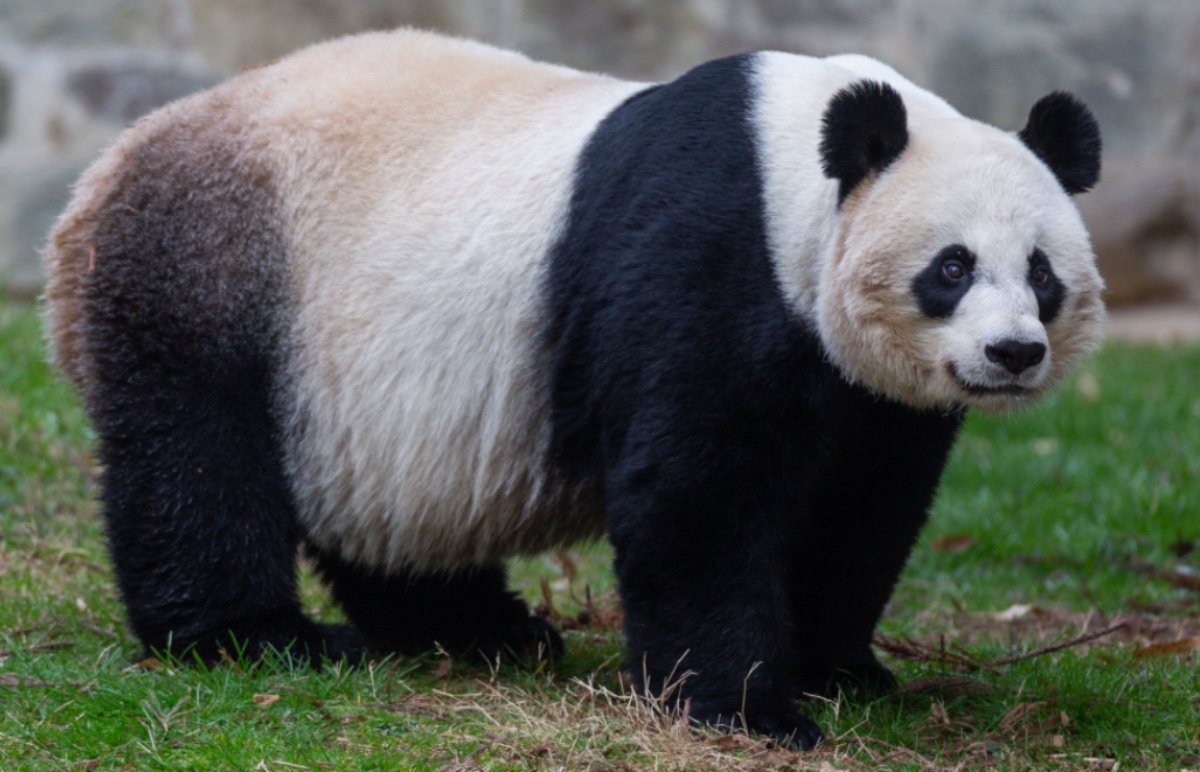 La panda Mei Xiang dio a luz este viernes. (Smithsonian’s National Zoo & Conservation Biology Institute)