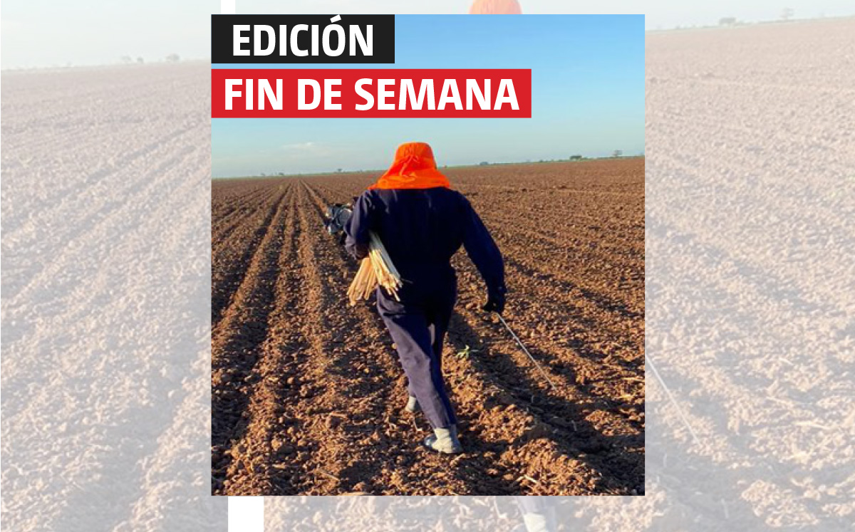 Provivi usa tecnología innovadora en sembradíos de maíz. (Especial)